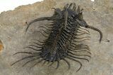 Alien-Looking Quadrops Trilobite - Spectacular Preparation #312727-8